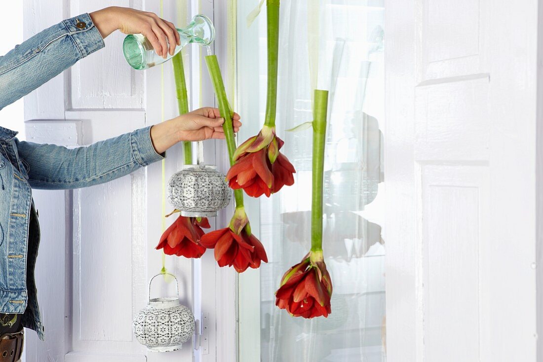Woman pouring water into stems of suspended cut amaryllis