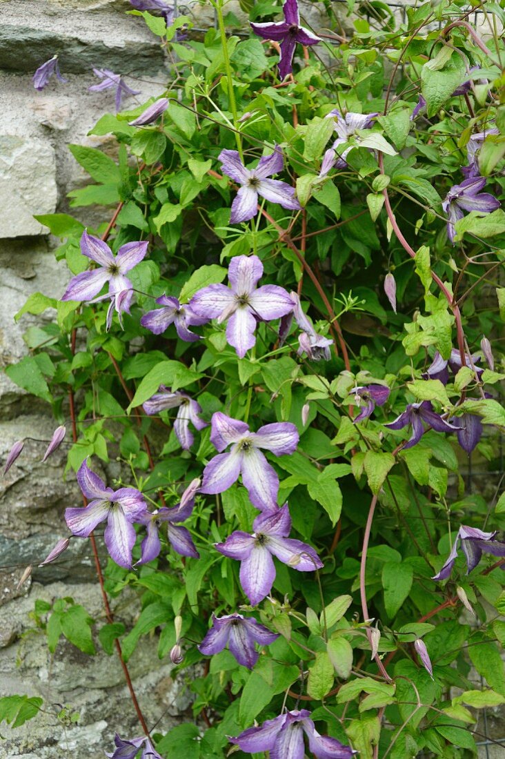 Purple-flowering clematis growing on rustic stone wall