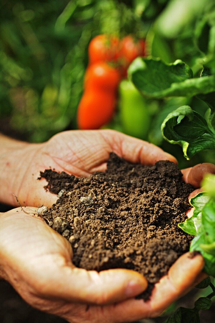 Bio-Gemüsebauer hält Erde in seiner Hand