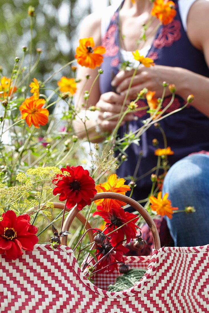 Frau schneidet Sommerblumen im Garten