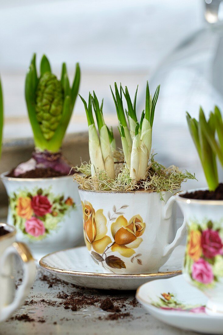 Crocuses and hyacinths in romantic teacups