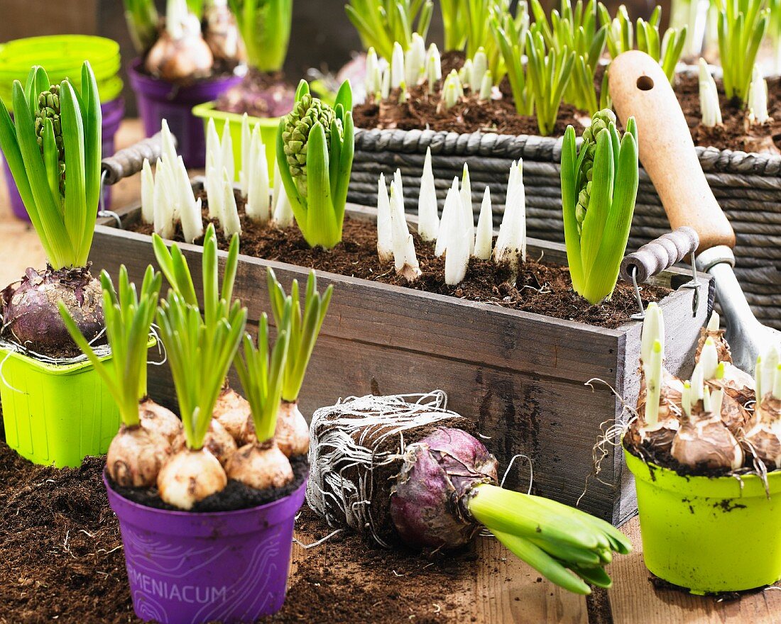 Verschiedene Zwiebelblumen mit Erde und Wurzeln in Blumentöpfen und Kisten