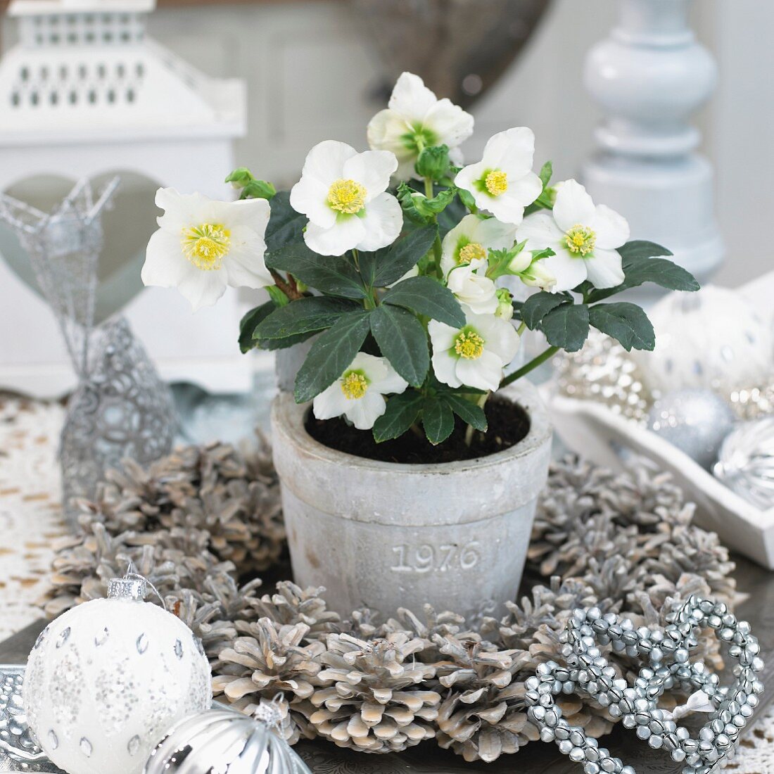 Weihnachtsdeko: Schneerosen im Blumentopf in einem Kranz aus weissen Pinienzapfen sowie Christbaumkugeln in Weiß und Silber