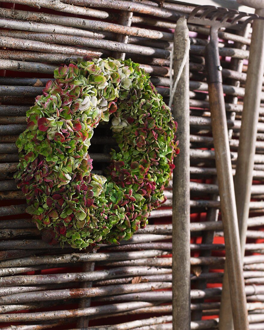 Wreath of hydrangea flowers hanging against wicker fence