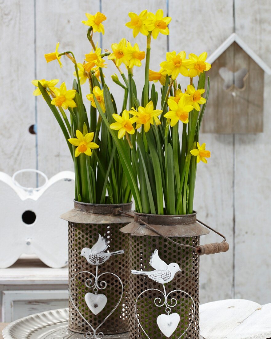 Narcissus 'Tête-à-tête' planted in metal lanterns with bird motifs on terrace table
