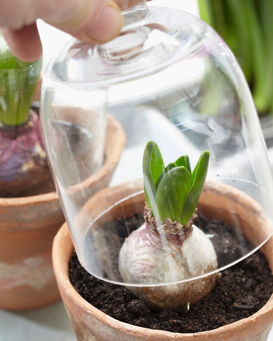 Hand lifting glass cloche from hyacinth bulb in plant pot