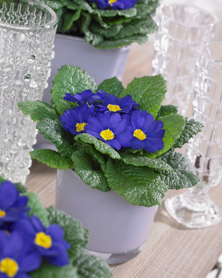 Potted blue primulas (close-up)