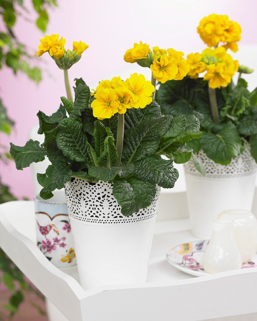 Yellow primulas in white pots with lacy edges on tray