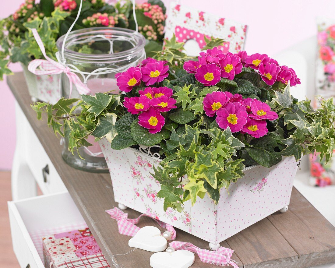 Spring arrangement of pink primulas in planter