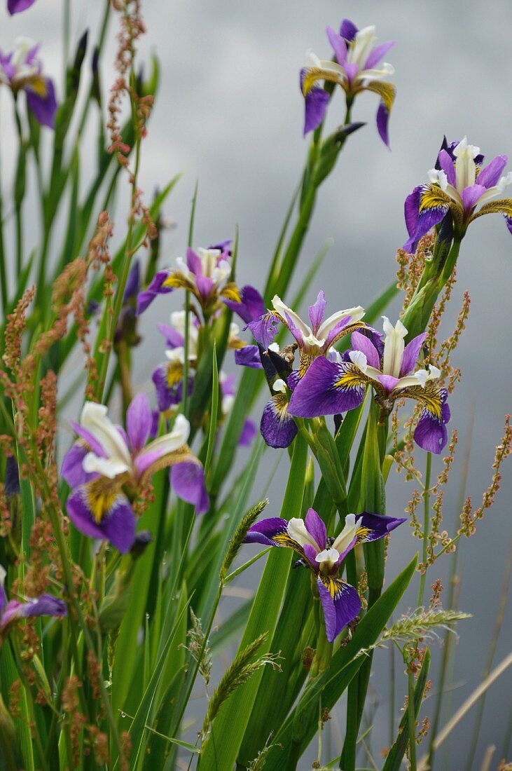 Teichrandbepflanzung mit blauer Iris (Iris Pseudacorus x Versicolor Regal Surpris)