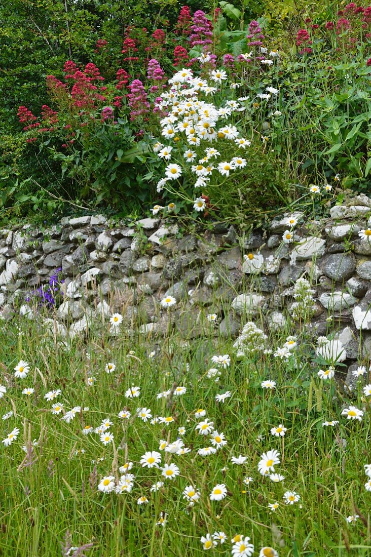 Wildgarten mit Blumenwiese vor Natursteinmauer, bepflanzt mit Margeriten (Chrysanthemum leucanthemum) und Spornblume (Centranthus)