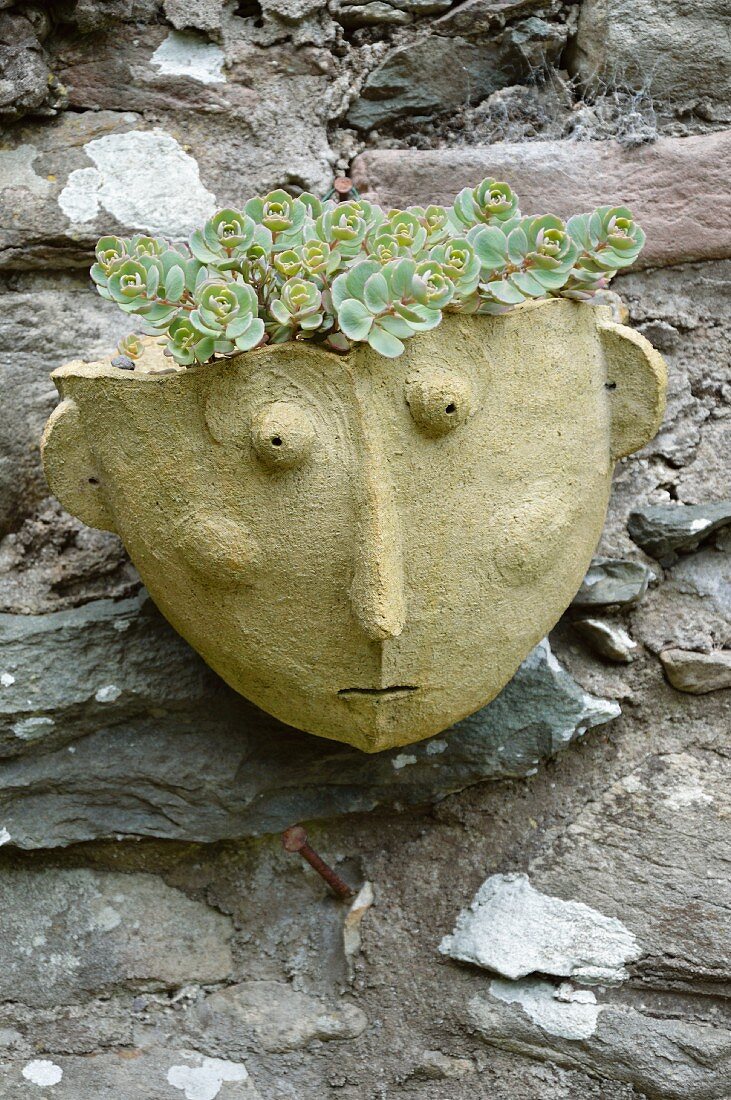 Dekoration im Cottagegarten - künstlerischer Terrakotta-Wandtopf, bepflanzt mit Fetthenne (Sedum) vor einer Natursteinmauer