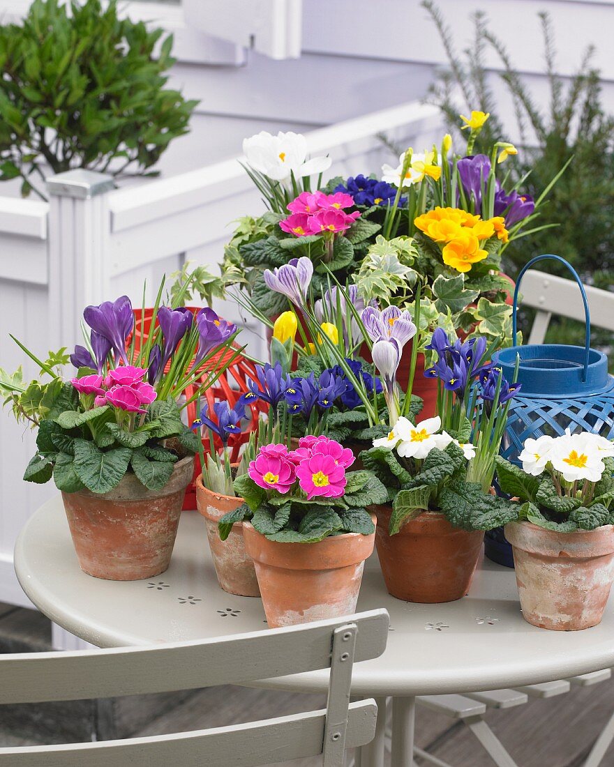 Pots of bright spring flowers on terrace table