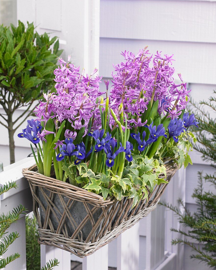 Window box of hyacinths and iris on terrace
