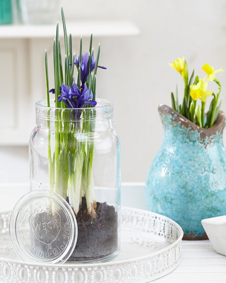 Iris reticulata im Weckglas und Narzissen in einer blauen Keramikvase