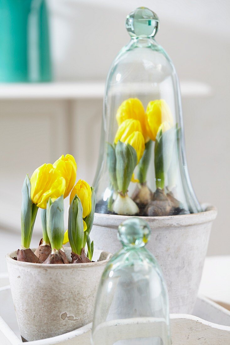 Potted yellow tulips, one with glass cloche