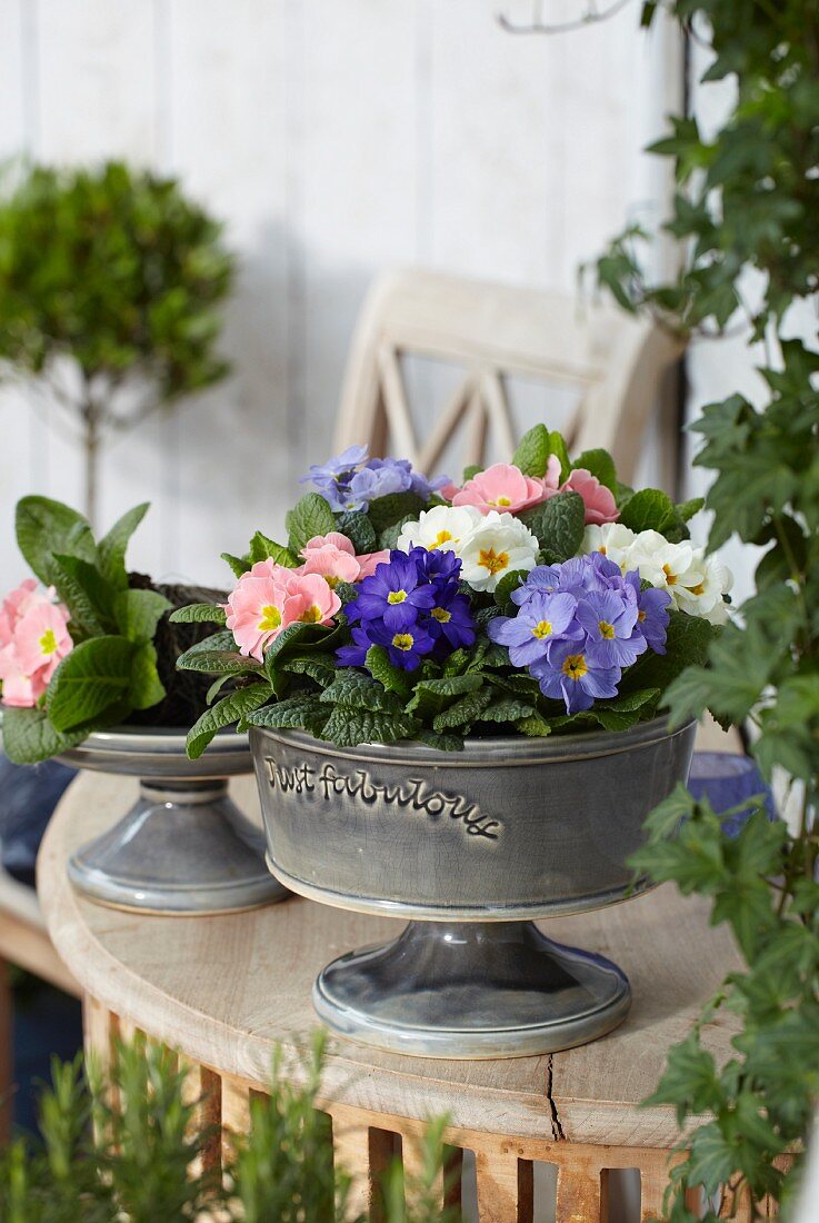 Bowl of primulas on terrace table