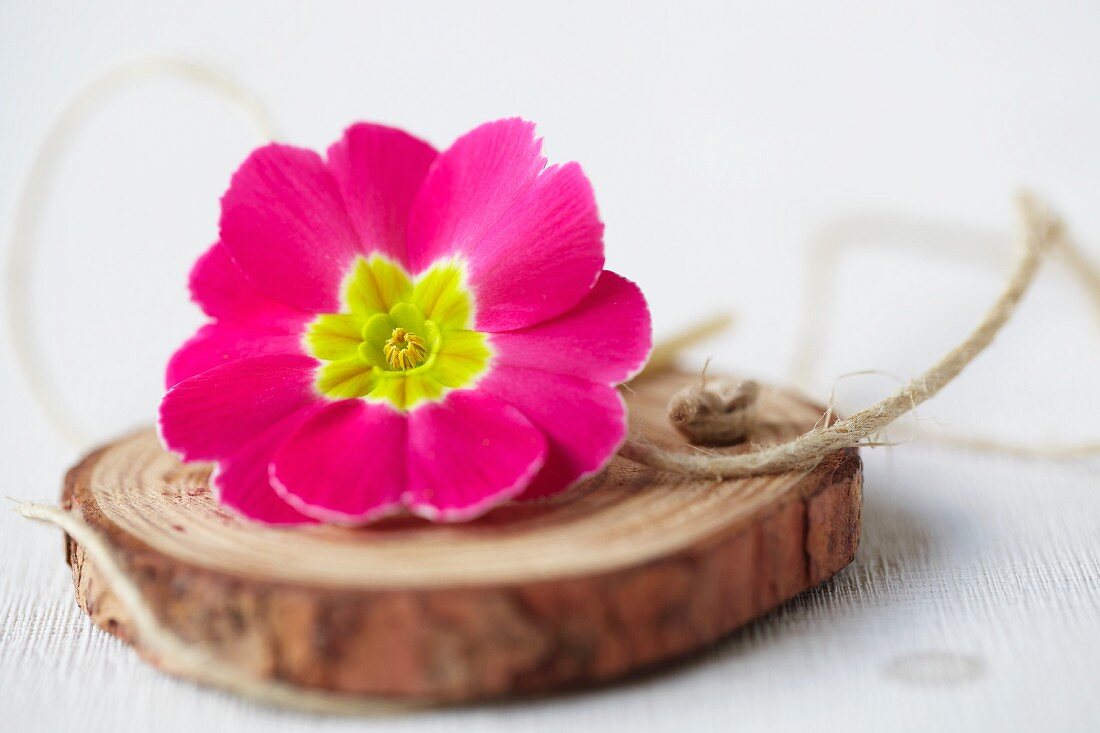 Pink primula flower and twine on disc of wood