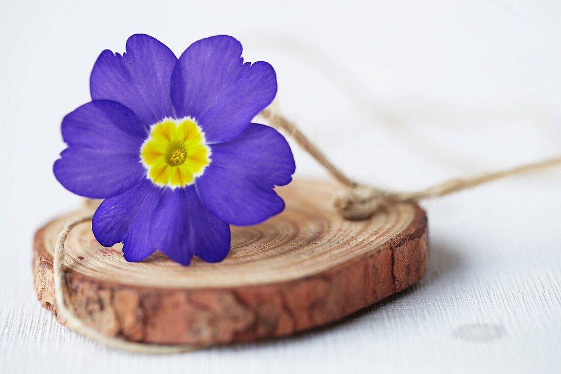 Blaue Primel auf einer Holzscheibe mit Schnur