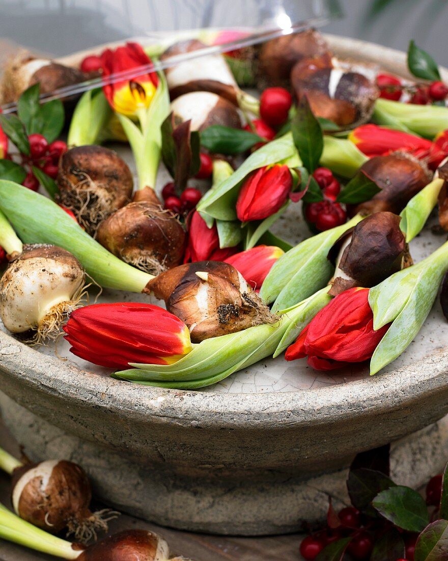 Tulips and tulip bulbs in stone bowl under glass cloche