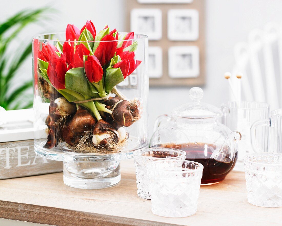 Red tulips and bulbs in glass vase