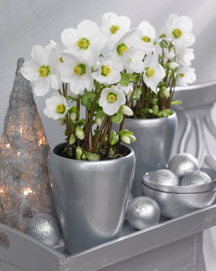 Schneerosen in silberfarbenen Vasen mit kegelförmig geflochtenem Windlicht auf silbernem Tablett
