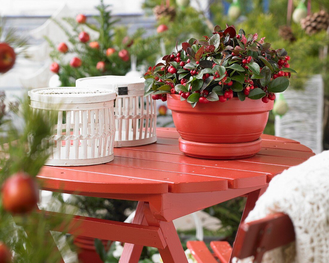White baskets and wintergreen in red pot on red wooden table