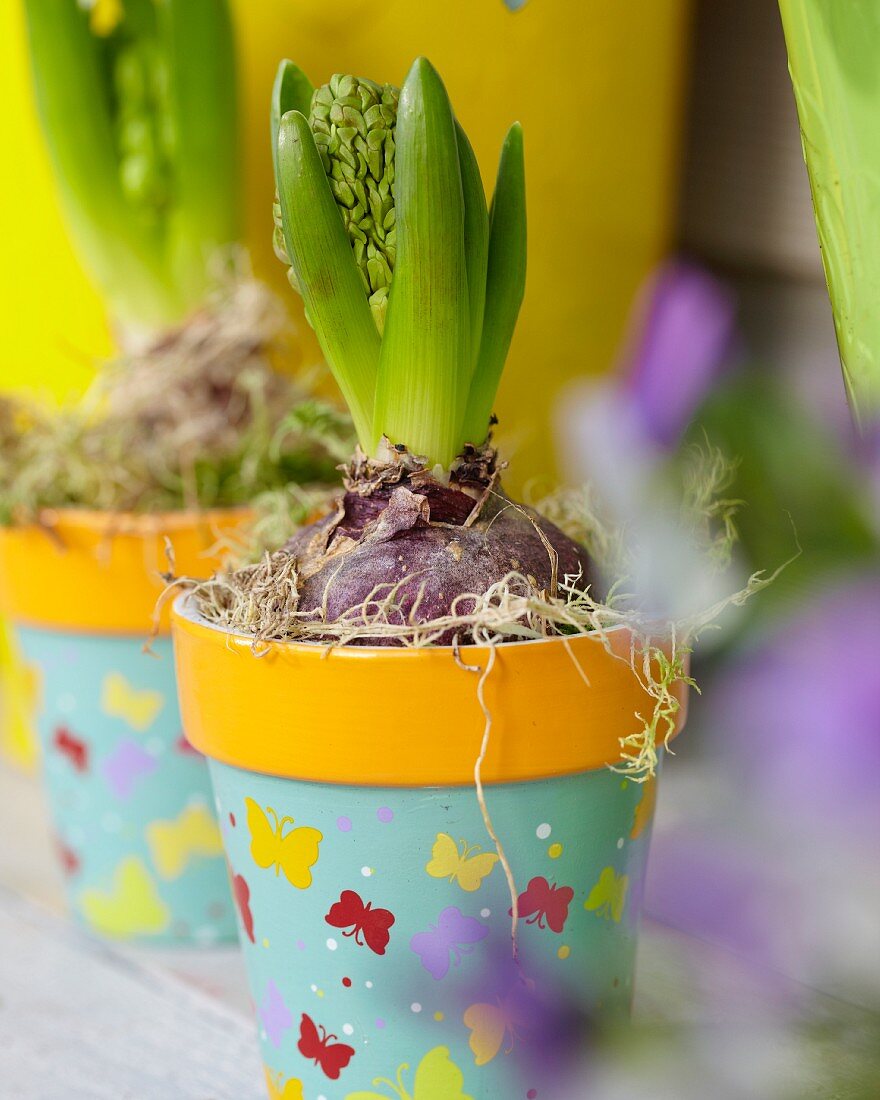Spriessende Hyazinthe in Blumentopf mit fröhlichem Schmetterlingsmotiv