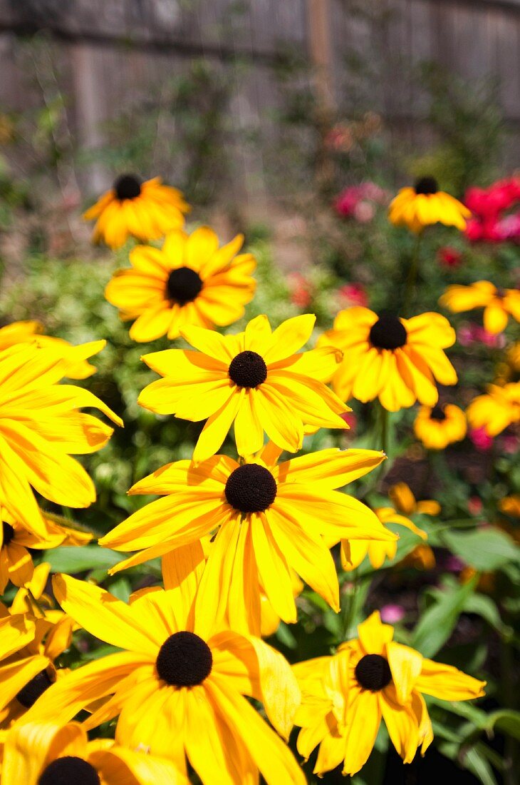 Gelb blühender Sonnenhut im Garten