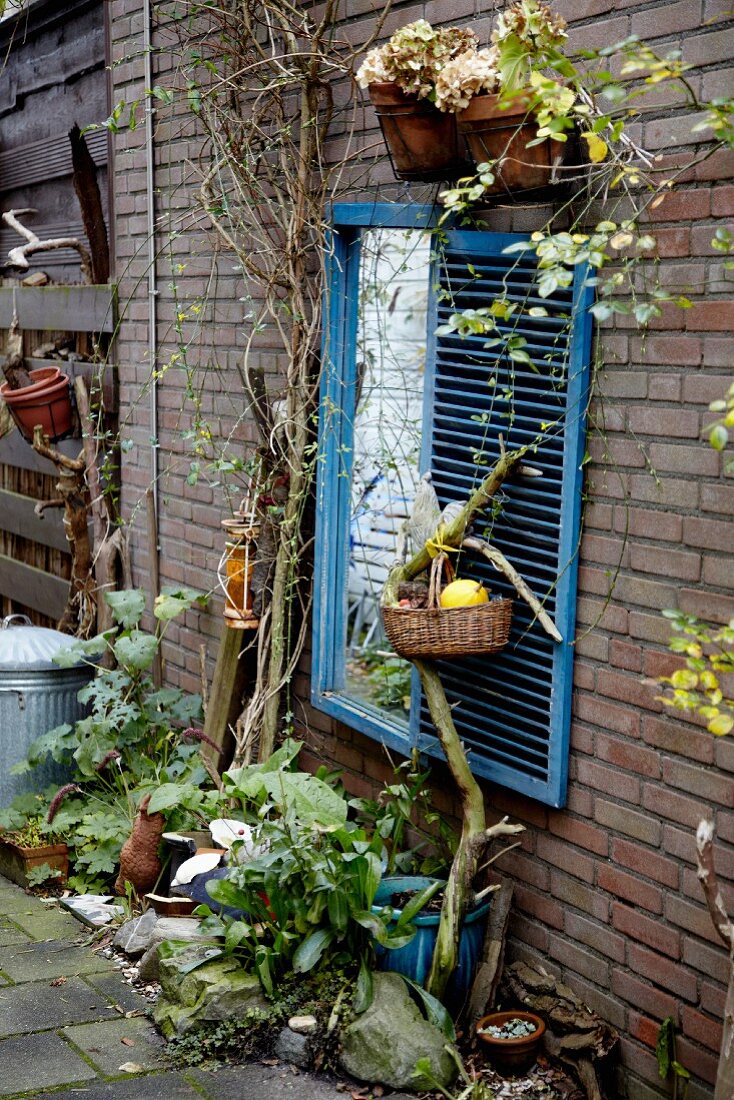 Old shutter, planters and climbers on exterior wall in autumn