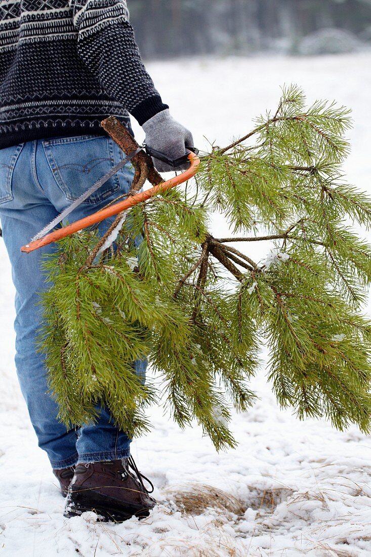 Man carrying cut Christmas tree through the snow