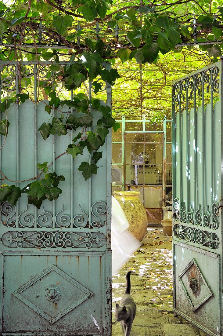 View of cat in courtyard with climber-covered pergola through open vintage metal gate