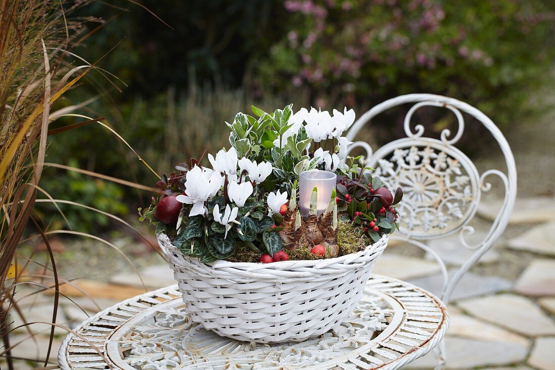 Autumn arrangement of cyclamen, narcissus bulbs, euonymus, wintergreen and tealight holder in white basket on metal garden table