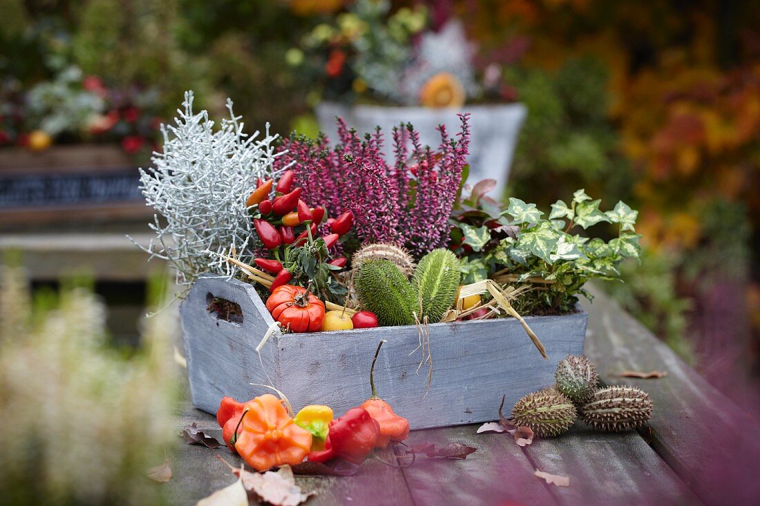 Autumnal arrangement of heather, ornamental chillies, Leucophytha brownii and ivy in wooden crate on wooden garden table