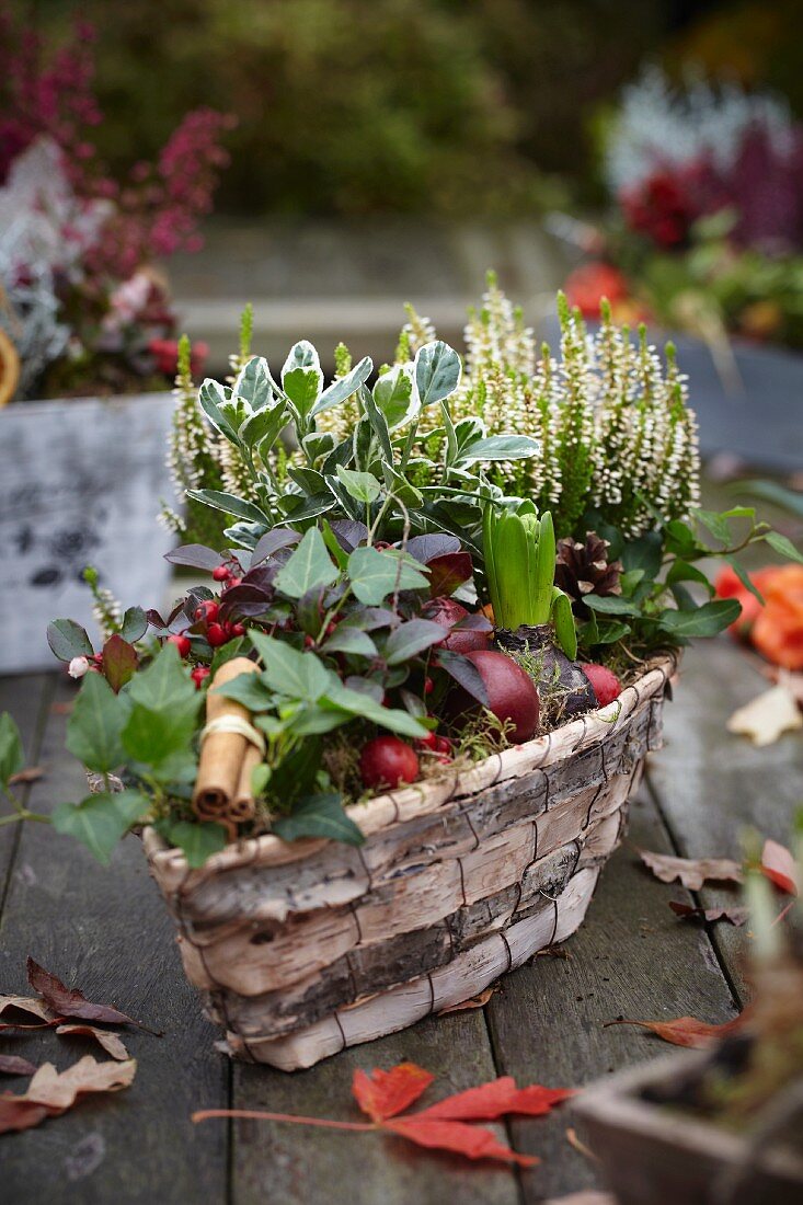 Autumnal arrangement of heather, ivy, wintergreen and hyacinth bulbs in basket on wooden garden table