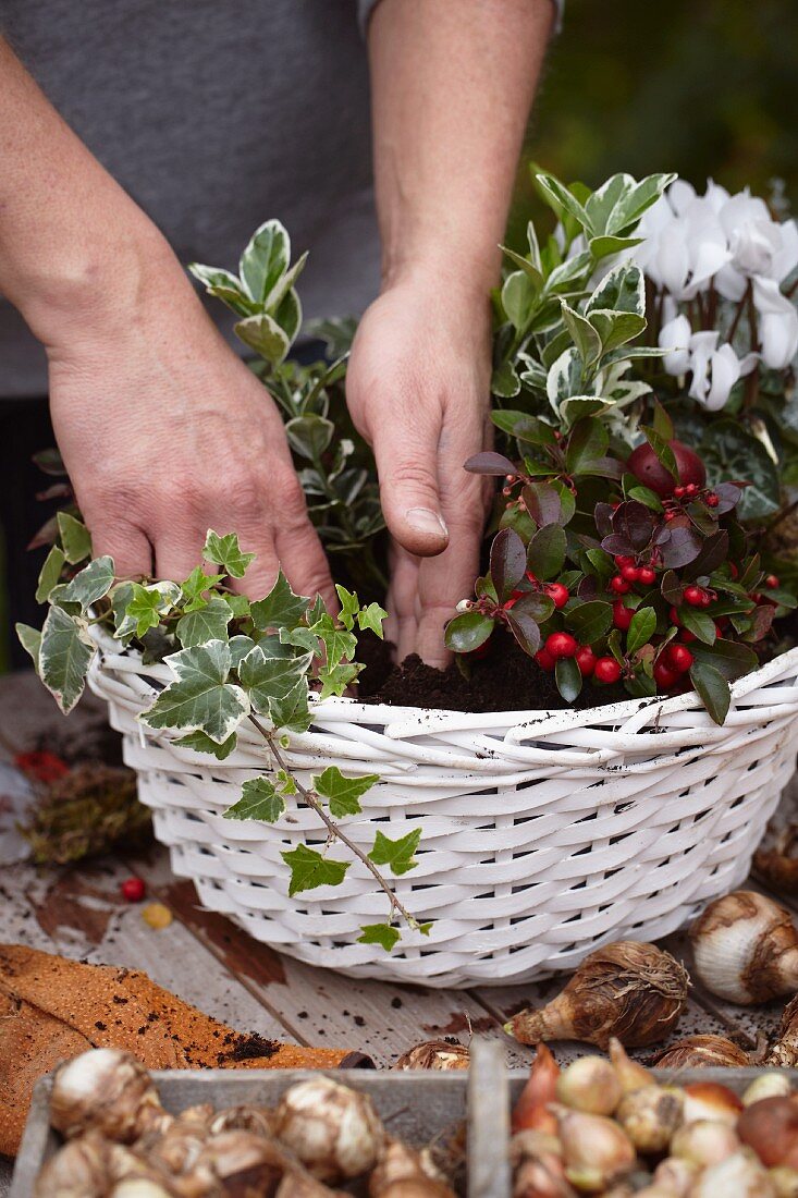 Making an autumnal arrangement in a basket with cyclamen, wintergreen, ivy and bulbs