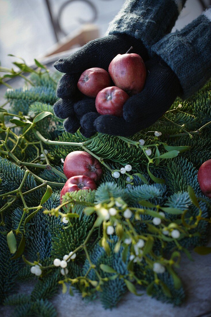 Creating a Christmas arrangement of fir branches, red apples and sprigs of mistletoe