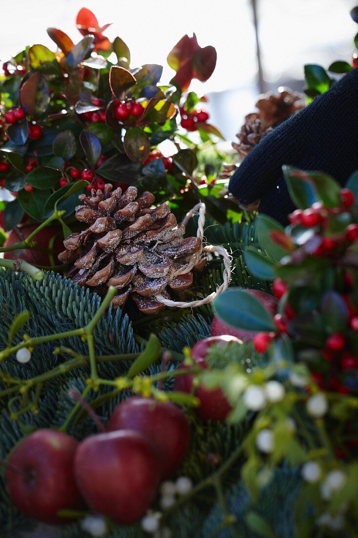 Creating a Christmas arrangement of fir branches, wintergreen, mistletoe, bay, apples and pine cones (close-up)