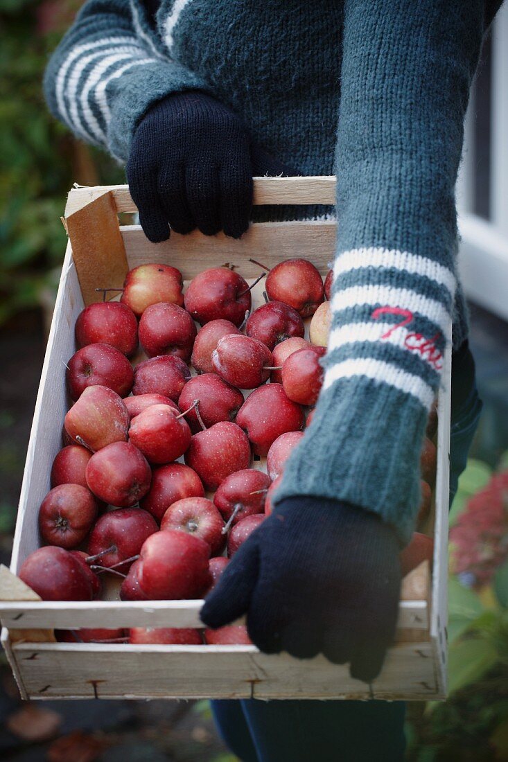 A woman holding a crate of red apples
