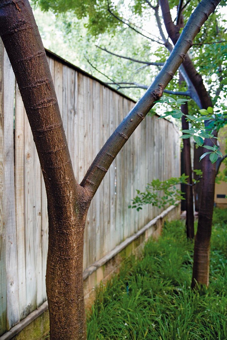 Young trees against tall wooden fence in garden