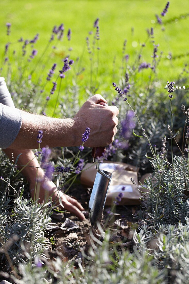 Planting bulbs amongst lavender
