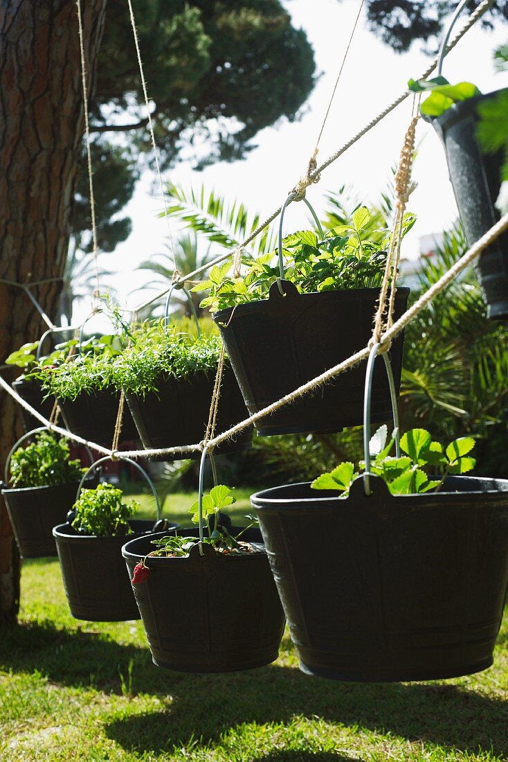 Pflanzen in auf Seilen hängenden Garteneimern