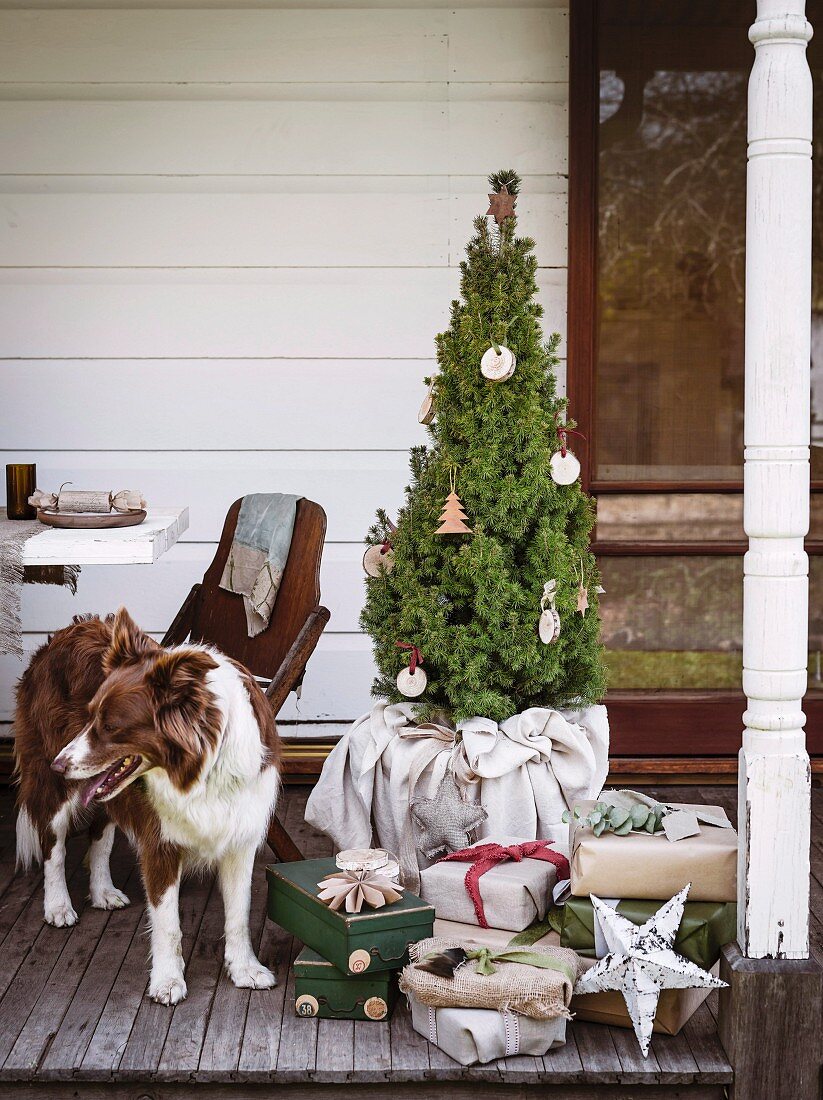 Dog next to potted fir tree & Christmas presents on veranda
