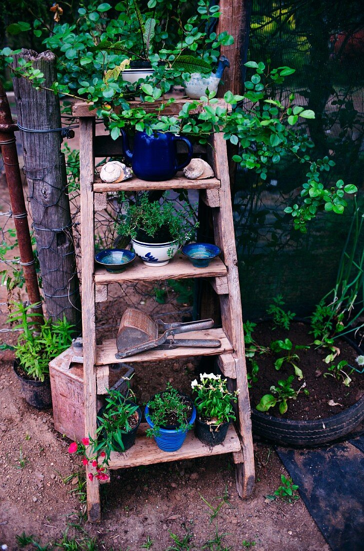 Blumentöpfe und Schalen aus blauer Keramik auf alter Holzleiter an Drahtzaun gelehnt