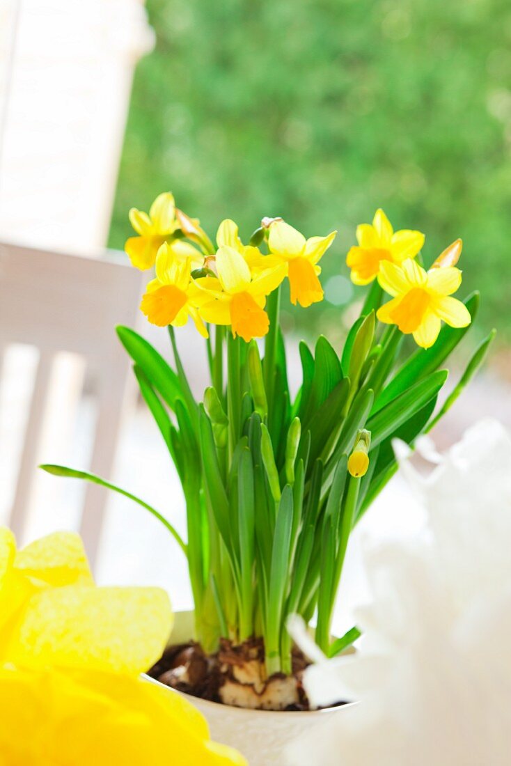Gelbe Narzissen im Blumentopf als Deko für den Ostertisch