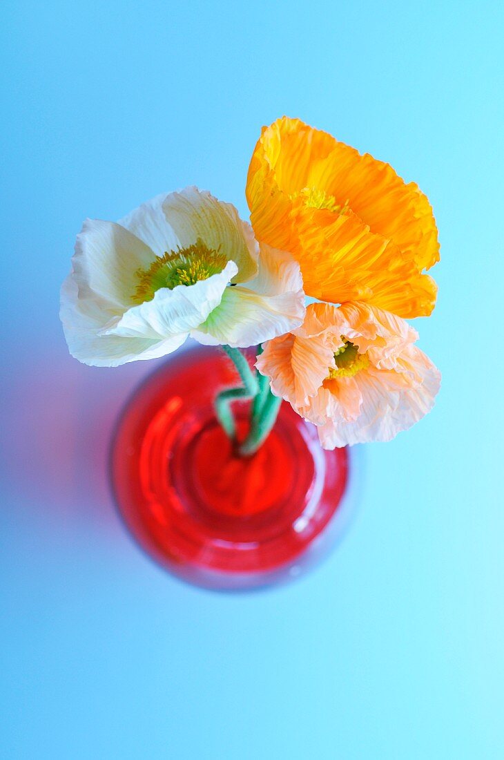 Three poppies in a red vase on a bright blue surface
