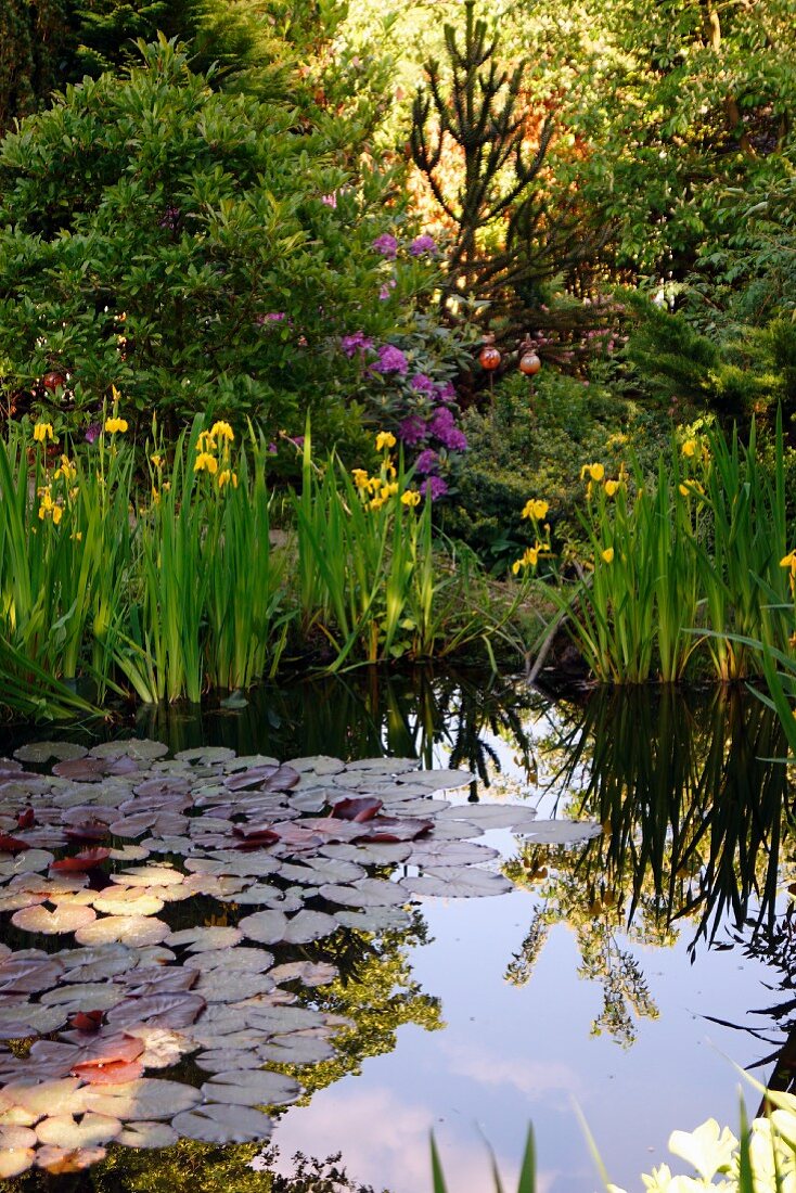 Idyllischer Teich mit Seerosenblättern und gelber Sumpfschwertlilie inmitten hoher Bäume
