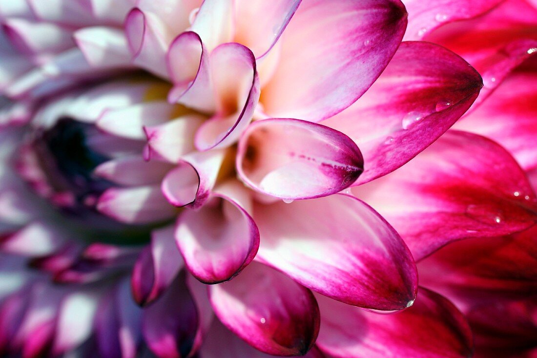 Water droplets on petals of bicoloured dahlia flower