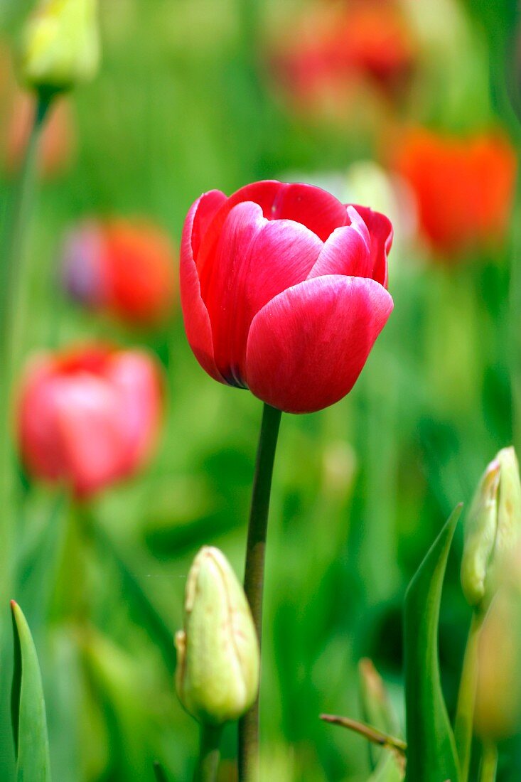 Rote Tulpenblüte im Feld