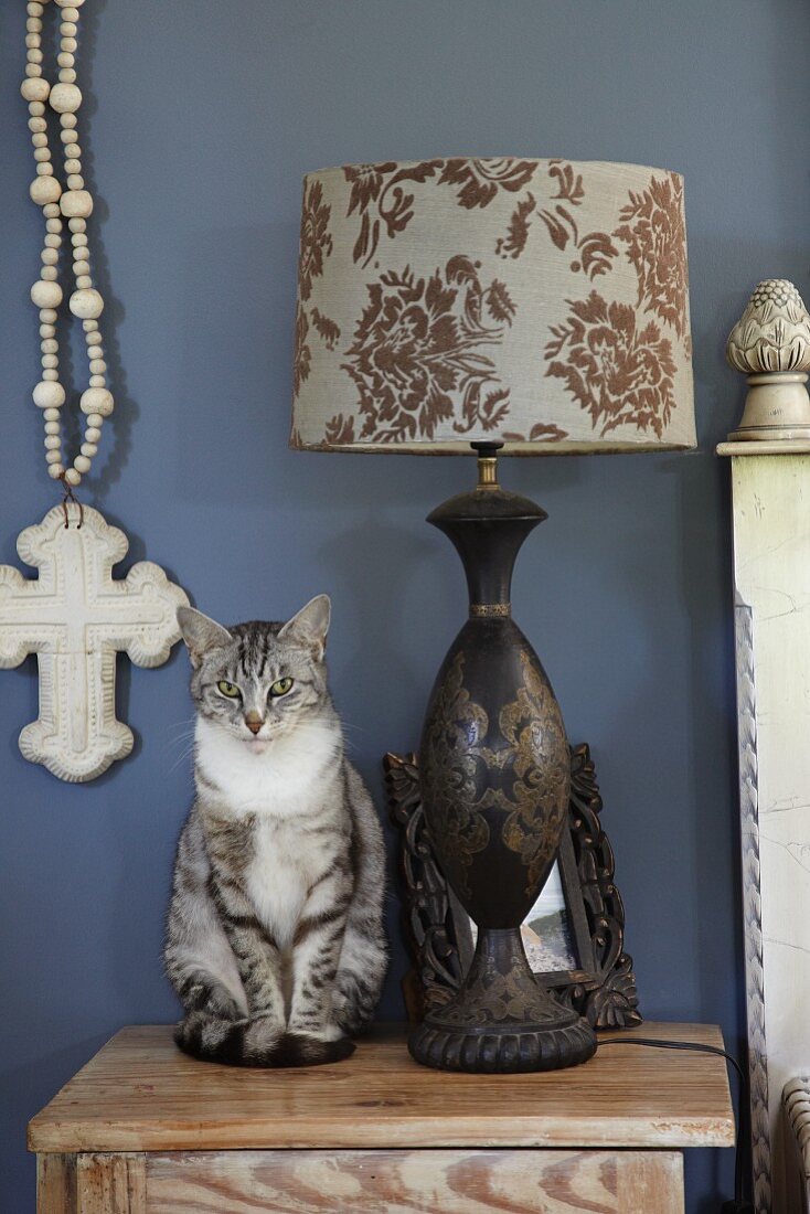 Sitzende Katze neben Tischleuchte mit gemustertem Lampenschirm auf Nachtkastnen vor blau getönter Wand